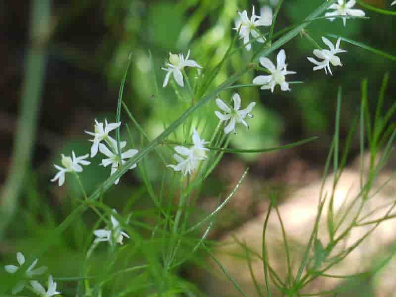 shatavari-flowers-min