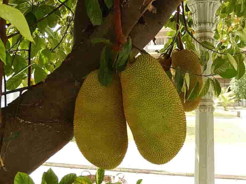 jackfruit-recipes