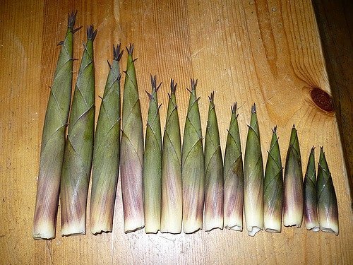 bamboo-shoots-varied-min