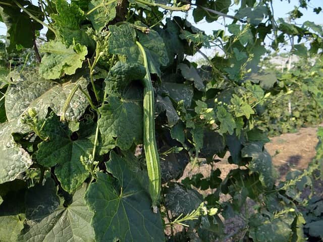 ridge-gourd-vine