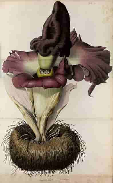 elephant-yam-jimikand-suran-plant-min
