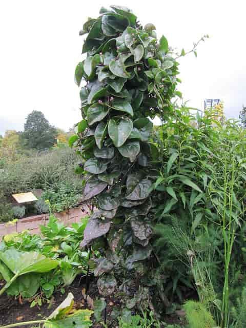 basella-alba-plant