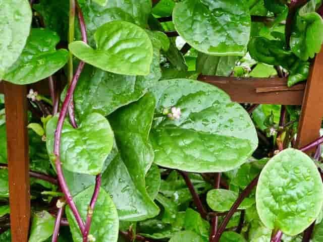 malabar-spinach-basella-alba-poi-saag-min