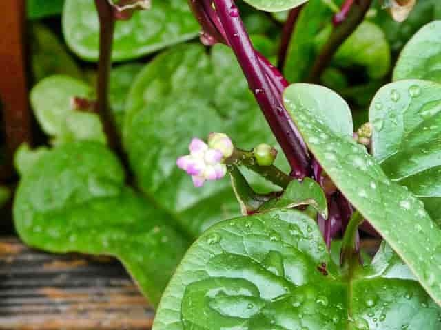 malabar-spinach-leaves-and-stem