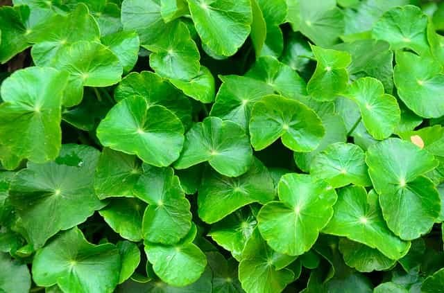 gotu-kola-benefits-health