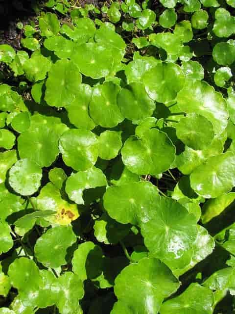 gotu-kola-benefits