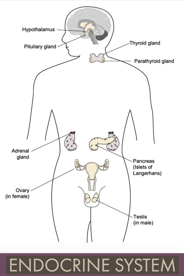 Endocrine System