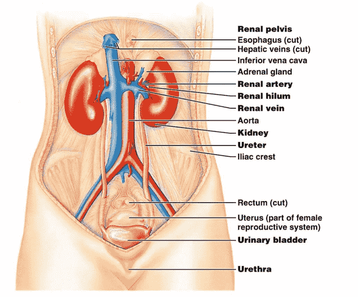 Urinary System Details