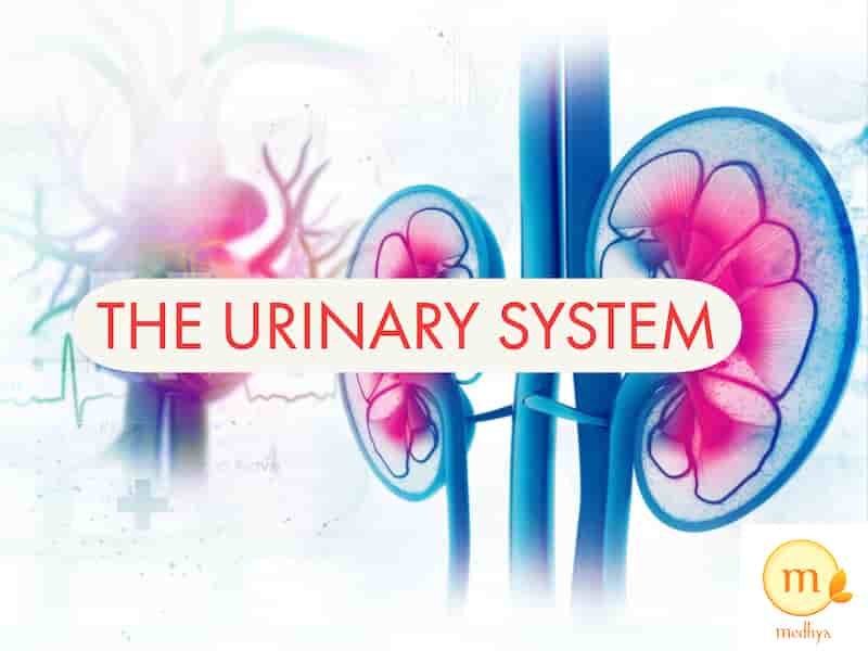 Urinary System