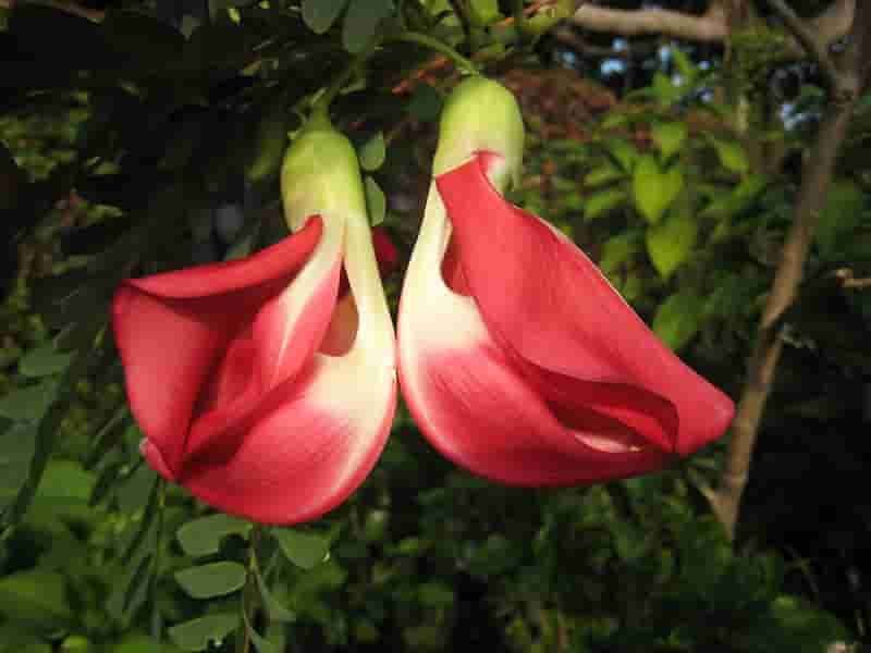 Sesbania Grandiflora-red-flower