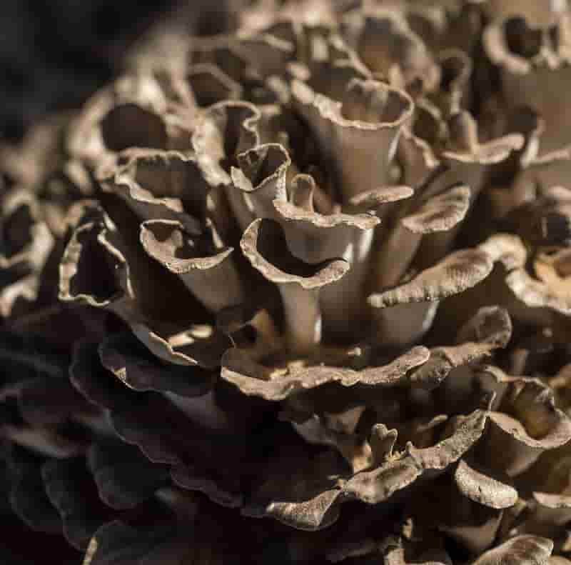 maitake-grifola-frondosa
